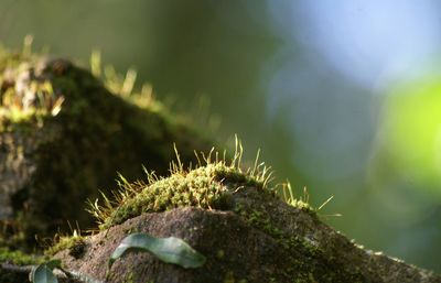 Close-up of plant against blurred background