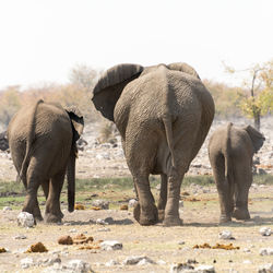 Rear view of three elephants walking