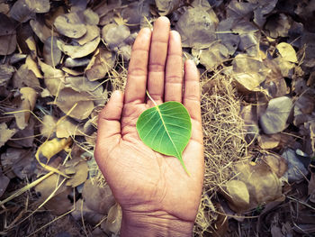 Close-up of hand holding leaves