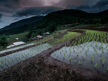 Scenic view of agricultural field against sky