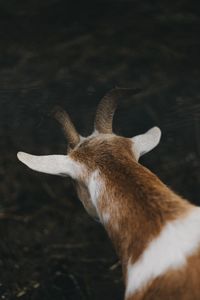 Close-up of deer