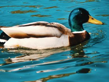 Duck swimming in a lake