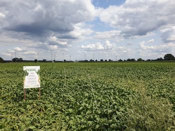 Scenic view of agricultural field against sky