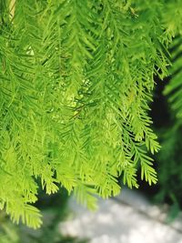 Close-up of green leaves