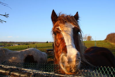 Close-up of horse on field against clear sky