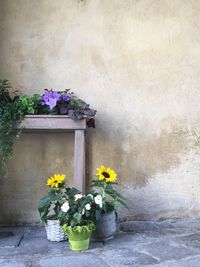 Flowers growing on potted plants by table against wall