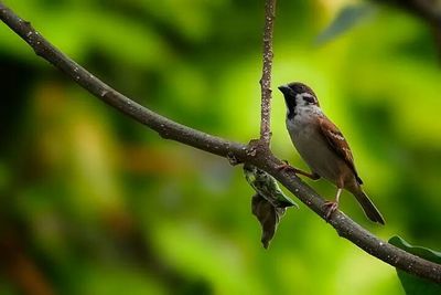 Bird perching on branch