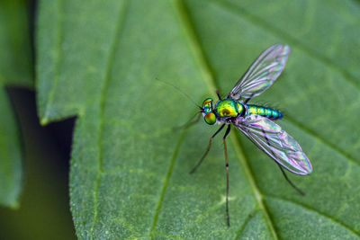 insect