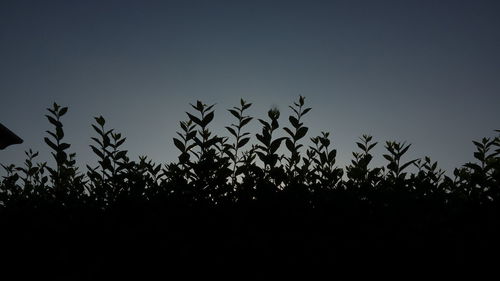 Low angle view of silhouette trees against clear sky at sunset