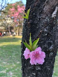 Close-up of flower growing on tree trunk