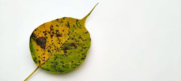 High angle view of food on white background