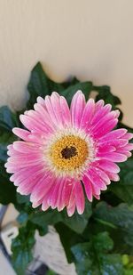 Close-up of insect on pink flower