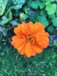 Close-up of flower blooming outdoors