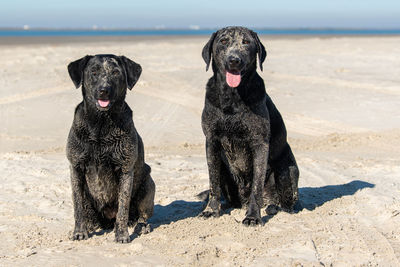 Two dogs on beach