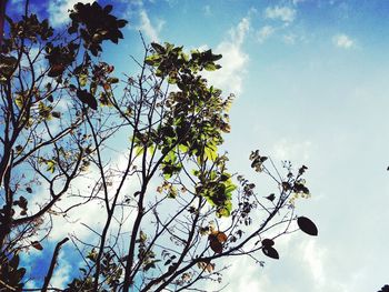 Low angle view of flowering tree against blue sky