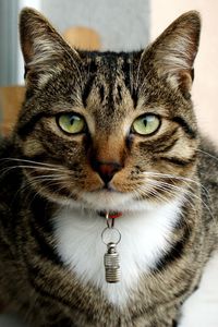 Close-up portrait of a cat