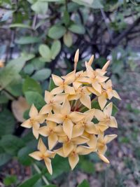 Close-up of flowering plant