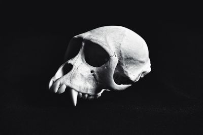 Close-up of animal skull