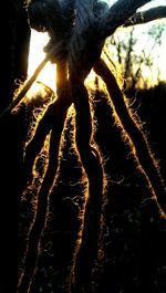 Close-up of tree trunk during sunset