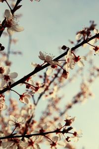 Close-up of cherry blossoms in spring