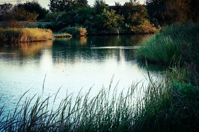 Scenic view of lake against trees