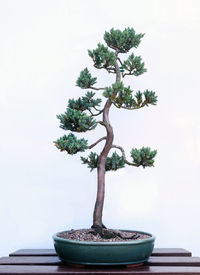 Close-up of small potted plant on table