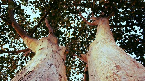 Low angle view of hand on tree trunk in forest