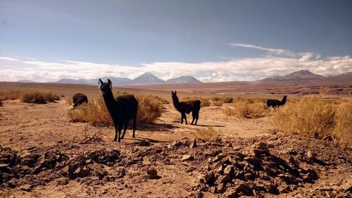 Llamas standing on land