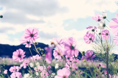 Close-up of pink cosmos flowers on field against sky