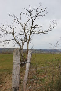 Bare tree on grassy field