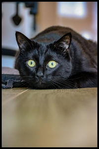 Close-up portrait of a cat