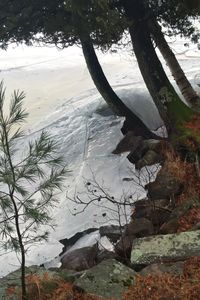 Reflection of trees in water