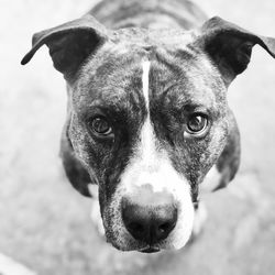 Close-up portrait of dog looking at camera