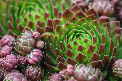 Close-up of succulent plant