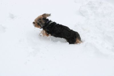 Dog on snow covered landscape