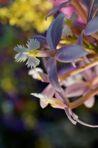 Close-up of flowers blooming outdoors