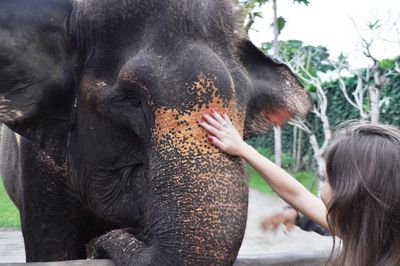 Close-up of woman touching elephant