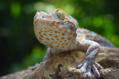 Close-up of lizard