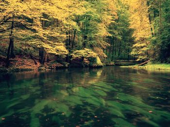 Scenic view of lake in forest