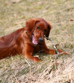 Portrait of dog on field