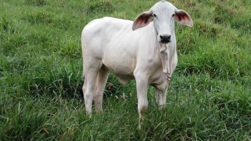 Cow on field