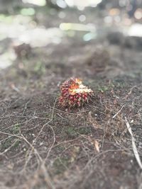 Close-up of red leaf