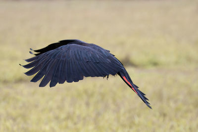 Close-up of bird flying over a field