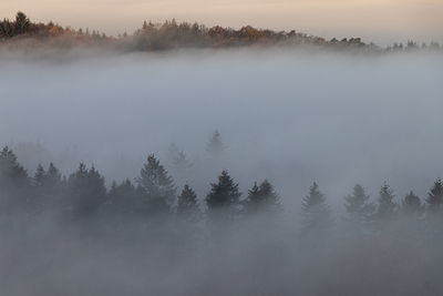 Scenic view of forest against sky at foggy weather