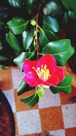 Close-up of red flowers