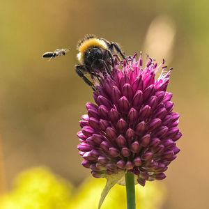 Close-up of bee on purple flower