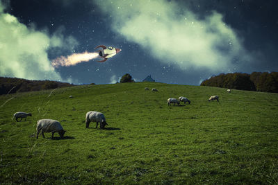 Sheep grazing in a field