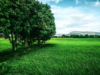 Trees on field against sky