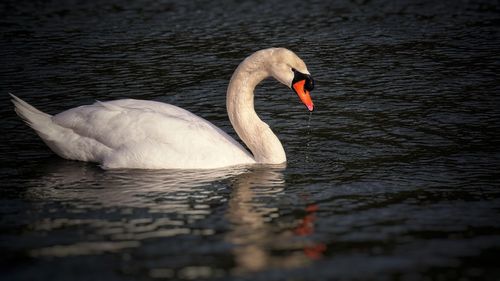 Swan swimming in lake