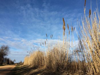 Scenic view of field against cloudy sky